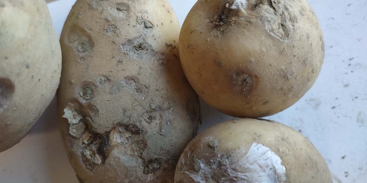 Sclerotium rolsfii, il fungo allarma gli areali pataticoli bolognesi